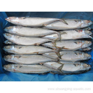 Big Size Frozen Pacific Mackerel Fish For Wholesale